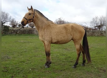Lusitano, Mare, 5 years, 15,2 hh, Dun