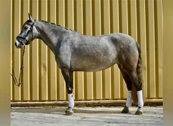 Lusitano, Mare, 5 years, 15,2 hh, Grey-Dark-Tan