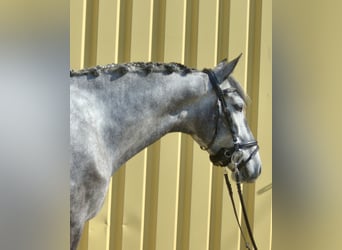 Lusitano, Mare, 5 years, 15,3 hh, Grey-Dark-Tan