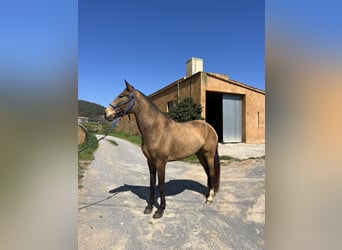 Lusitano, Mare, 5 years, 16.1 hh, Dun