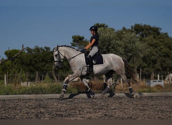 Lusitano, Mare, 5 years, 16,1 hh, Gray-Dark-Tan