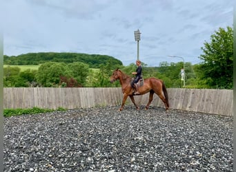 Lusitano Mix, Mare, 5 years, 16 hh, Sorrel