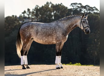 Lusitano, Mare, 5 years, 16,1 hh, Grey