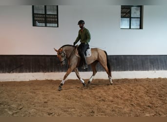 Lusitano Mix, Mare, 5 years, 17 hh, Buckskin