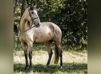 Lusitano, Mare, 6 years, 14.2 hh, Buckskin