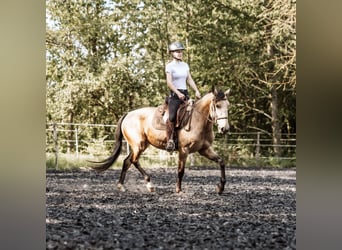 Lusitano, Mare, 6 years, 14.2 hh, Buckskin