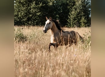 Lusitano, Mare, 6 years, 14.2 hh, Buckskin