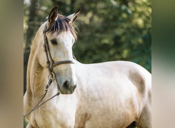 Lusitano, Mare, 6 years, 14.2 hh, Buckskin
