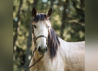 Lusitano, Mare, 6 years, 14.2 hh, Buckskin