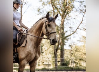 Lusitano, Mare, 6 years, 14.2 hh, Buckskin