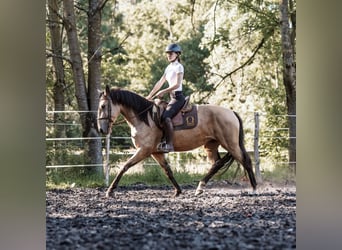 Lusitano, Mare, 6 years, 14.2 hh, Buckskin