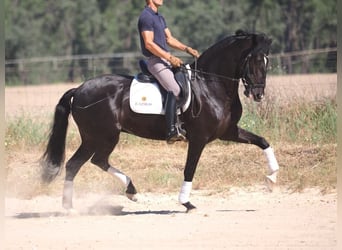 Lusitano, Mare, 6 years, 15.1 hh, Black