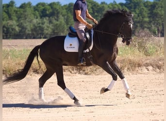 Lusitano, Mare, 6 years, 15.1 hh, Black