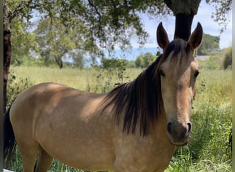 Lusitano, Mare, 6 years, 15.1 hh, Buckskin