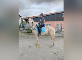 Lusitanos, Stute, 6 Jahre, 15,2 hh, Palomino