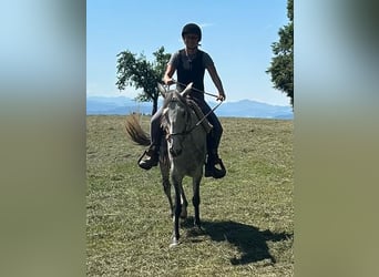 Lusitano, Mare, 6 years, 15.3 hh, Grey-Dapple Lusitano, Mare, 6 years, 15.3 hh, Grey-Dapple
