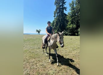 Lusitano, Mare, 6 years, 15.3 hh, Grey-Dapple Lusitano, Mare, 6 years, 15.3 hh, Grey-Dapple