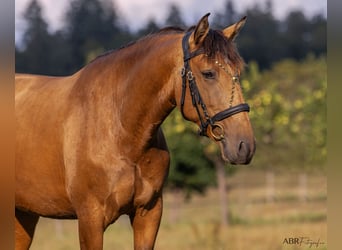 Lusitano, Mare, 6 years, 15,2 hh, Buckskin