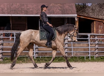 Lusitano, Mare, 6 years, 15,2 hh, Buckskin