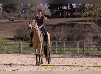Lusitano, Mare, 6 years, 15,2 hh, Buckskin