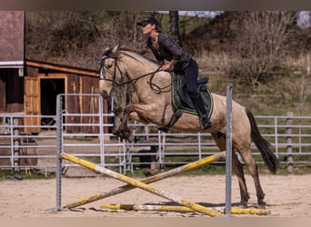 Lusitano, Mare, 6 years, 15,2 hh, Buckskin