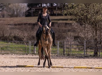 Lusitano, Mare, 6 years, 15,2 hh, Buckskin