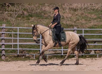 Lusitano, Mare, 6 years, 15,2 hh, Buckskin