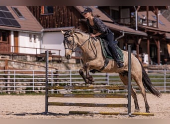 Lusitano, Mare, 6 years, 15,2 hh, Buckskin