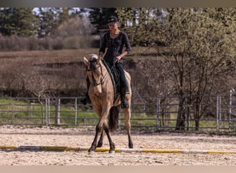 Lusitano, Mare, 6 years, 15,2 hh, Buckskin