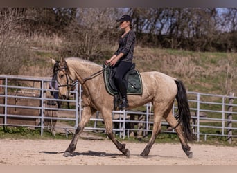 Lusitano, Mare, 6 years, 15,2 hh, Buckskin
