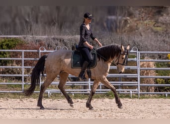 Lusitano, Mare, 6 years, 15,2 hh, Buckskin