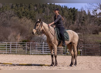 Lusitano, Mare, 6 years, 15,2 hh, Buckskin