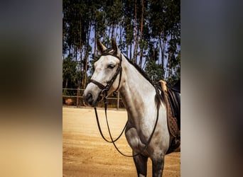 Lusitano, Mare, 6 years, 15,2 hh, Grey-Red-Tan