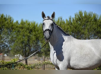 Lusitano, Mare, 6 years, 16,1 hh, Gray-Fleabitten