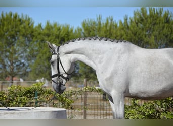 Lusitano, Mare, 6 years, 16,1 hh, Gray-Fleabitten