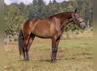 Lusitano, Mare, 6 years, 16.2 hh, Buckskin