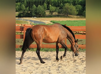 Lusitano, Mare, 6 years, 16 hh, Brown