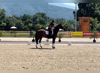 Lusitano, Mare, 6 years, 16 hh, Brown