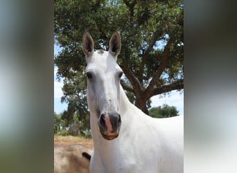 Lusitano, Mare, 6 years, 16 hh, Grey