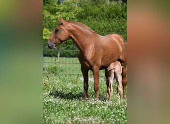 Lusitano, Mare, 6 years, 16,1 hh, Chestnut-Red