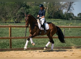 Lusitano, Mare, 6 years, 16,1 hh