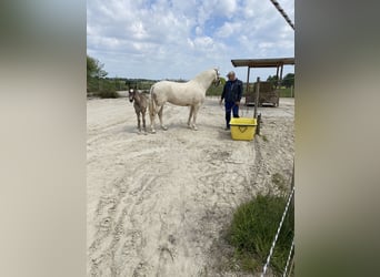Lusitano, Mare, 6 years, Pearl
