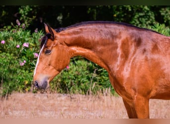 Lusitano, Mare, 7 years, 14.3 hh, Brown