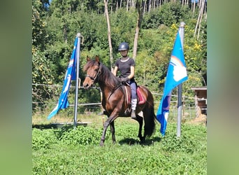 Lusitano, Mare, 7 years, 14.3 hh, Brown Lusitano, Mare, 7 years, 14.3 hh, Brown