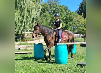 Lusitano, Mare, 7 years, 14.3 hh, Brown Lusitano, Mare, 7 years, 14.3 hh, Brown