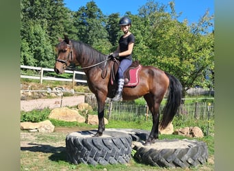 Lusitano, Mare, 7 years, 14,3 hh, Brown