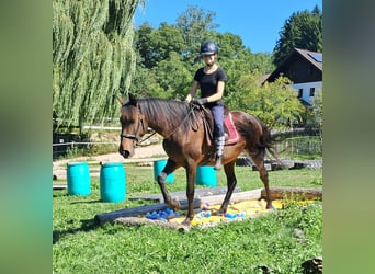 Lusitano, Mare, 7 years, 14,3 hh, Brown