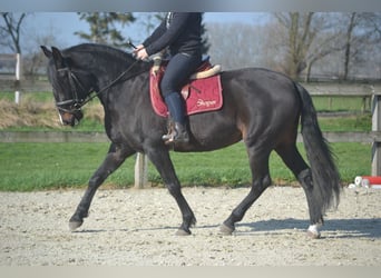 Lusitano, Mare, 7 years, 15.1 hh, Black