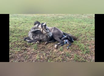 Lusitano, Mare, 7 years, 15.1 hh, Grey-Dark-Tan Lusitano, Mare, 7 years, 15.1 hh, Grey-Dark-Tan