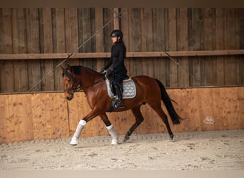 Lusitano, Mare, 7 years, 15.2 hh, Brown